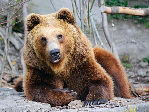 Alpenzoo Innsbruck